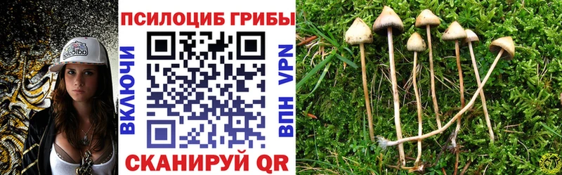 Купить закладки  Грайворон  Псилоцибиновые грибы Cubensis 